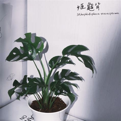 室內植物招財|好照顧又招財！8種室內植物自帶福運、興旺家宅 這1。